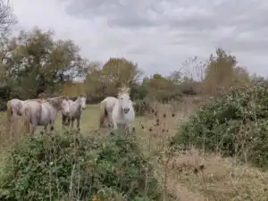 Camargue 7h
