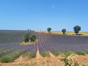 The Lavender tour of Provence - 4h