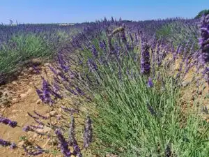 The Lavender tour of Provence - 7h