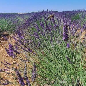 The Lavender tour of Provence - 7h