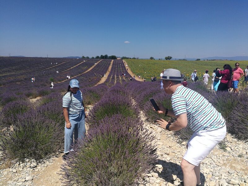 Lavender Provence Field 2