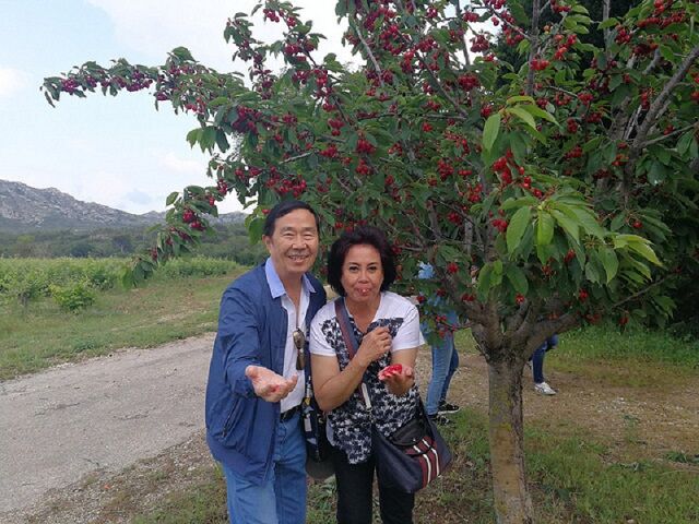 Luberon Provence cherry tree 1